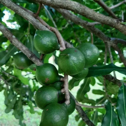 Buy Macadamia HAES 246 (Keauhou) "Grafted" - Plant Online at Lalitenterprise