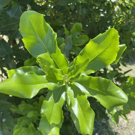 Buy Macadamia HAES 246 (Keauhou) "Grafted" - Plant Online at Lalitenterprise