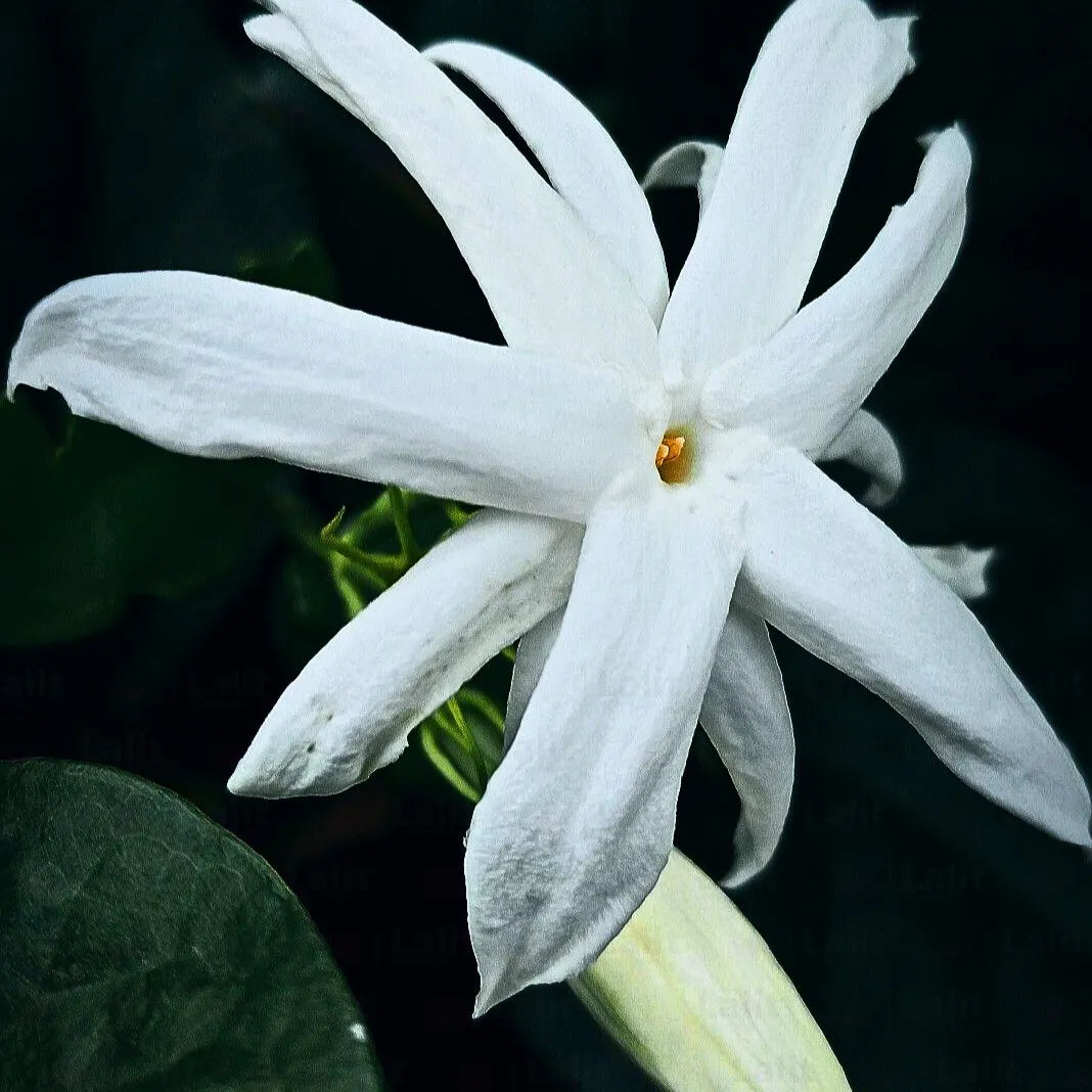 mogra flower seeds online Jasminum Sambac 'Madan Mogra'