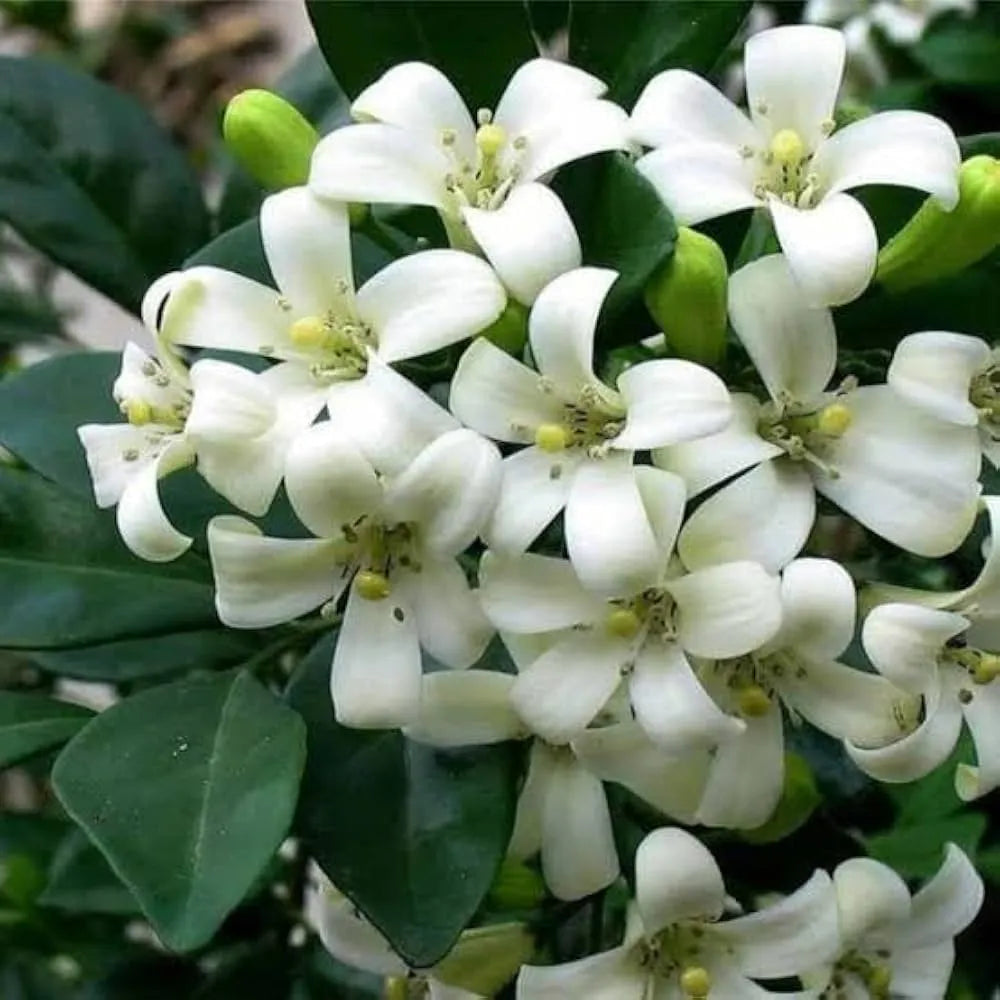 Buy Madhukamini Big-Leaf (Murraya Paniculata) - Plant Online at Lalitenterprise