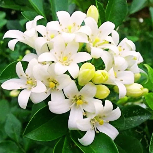 Buy Madhukamini Big-Leaf (Murraya Paniculata) - Plant Online at Lalitenterprise