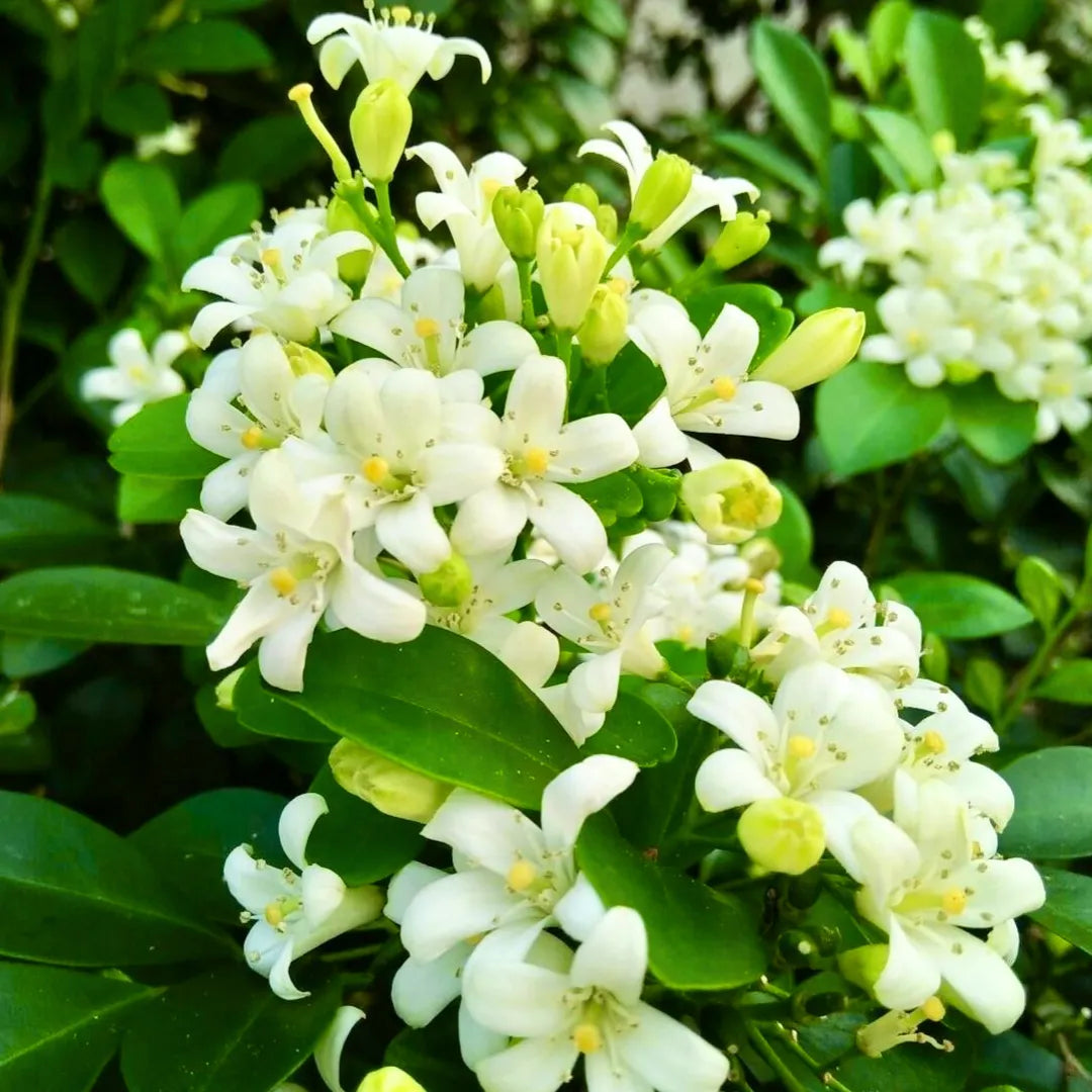 Buy Madhukamini (Murraya Paniculata) - Plant Online at Lalitenterprise