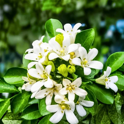 murraya paniculata plant Madhukamini (Murraya Paniculata)