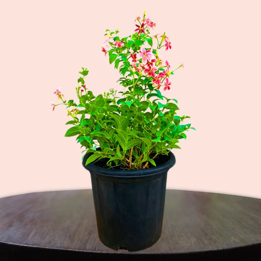 Buy Madhumalti Dwarf "Rangoon Creeper" - Plant Online at Lalitenterprise