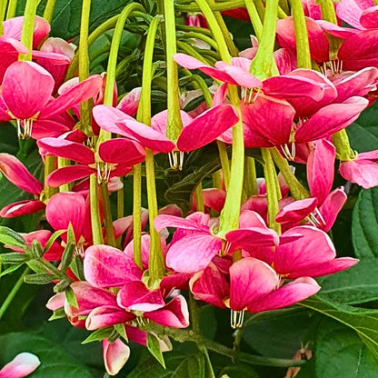 Buy Madhumalti, Radha Manohar (Combretum Indicum) "Rangoon Creeper" - Plant Online at Lalitenterprise