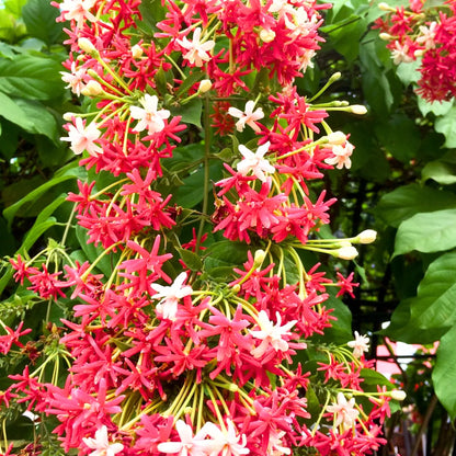 Buy Rangoon Creeper - Plant Online at Lalitenterprise