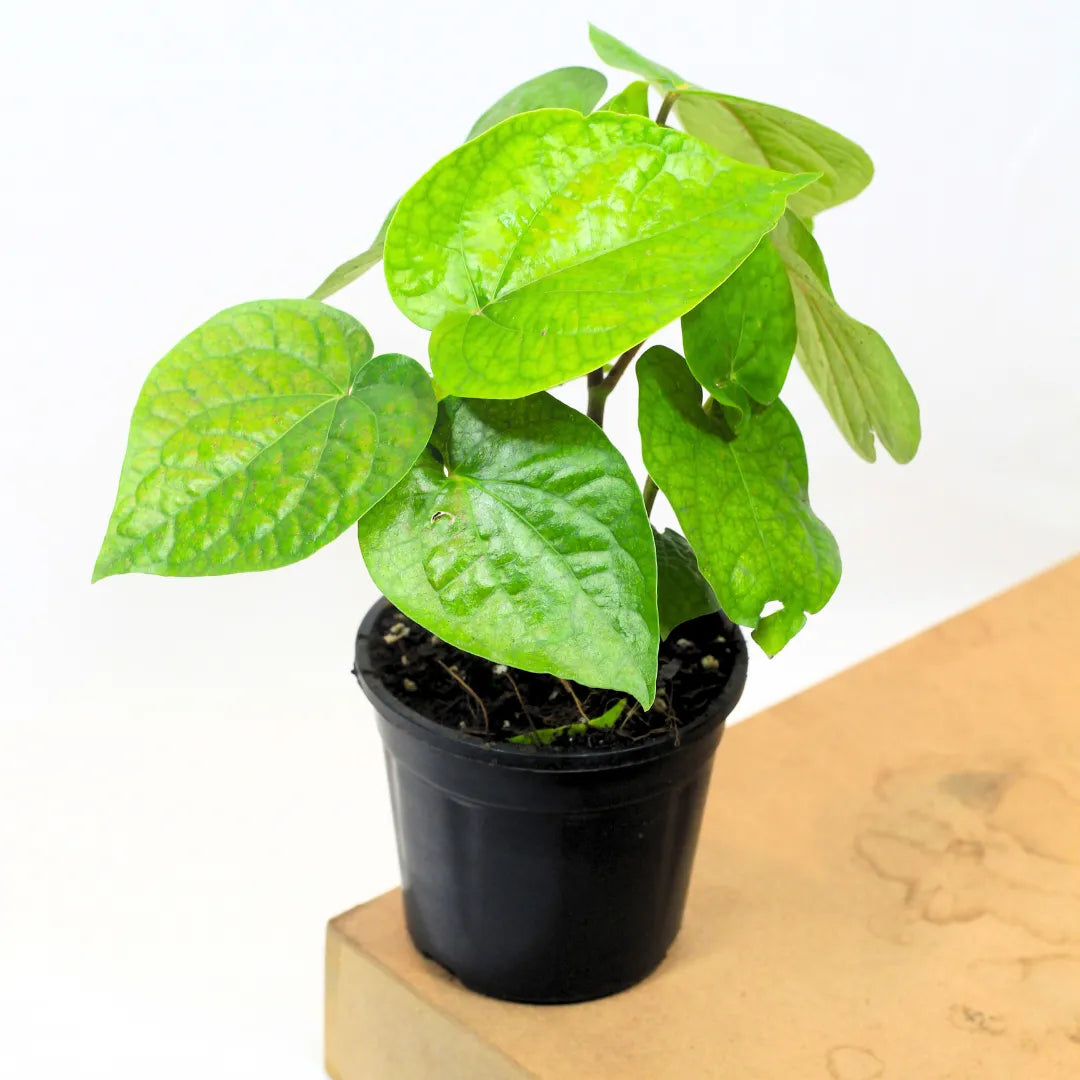 Buy Maghai Paan (Piper Petel) – Plant Online at Lalitenterprise