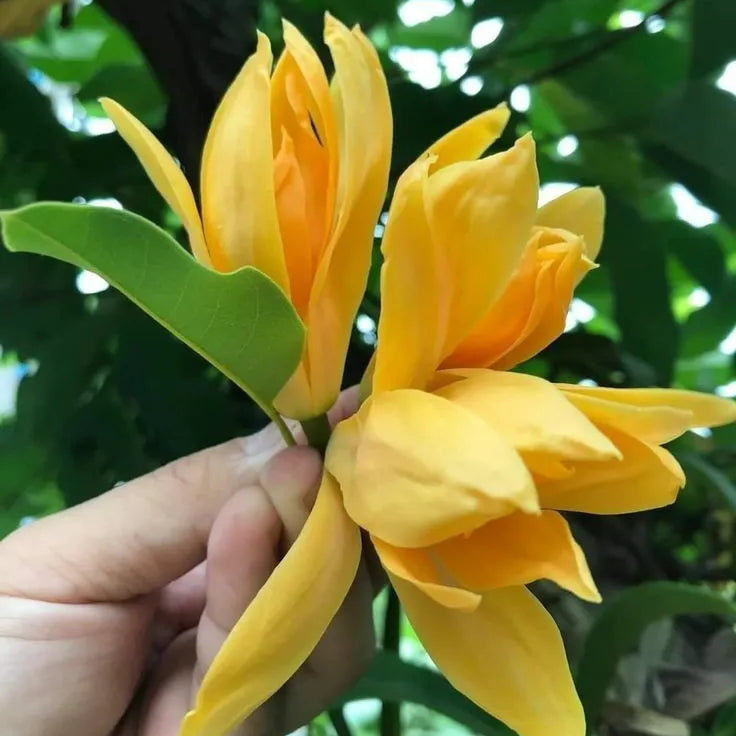 Buy Magnolia Champaca (Swarn Champaa) - Plant Online at Lalitenterprise