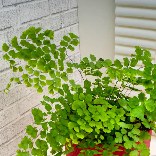 Buy Maidenhair Fern (Adiantum Raddianum) - Plant Online at Lalitenterprise
