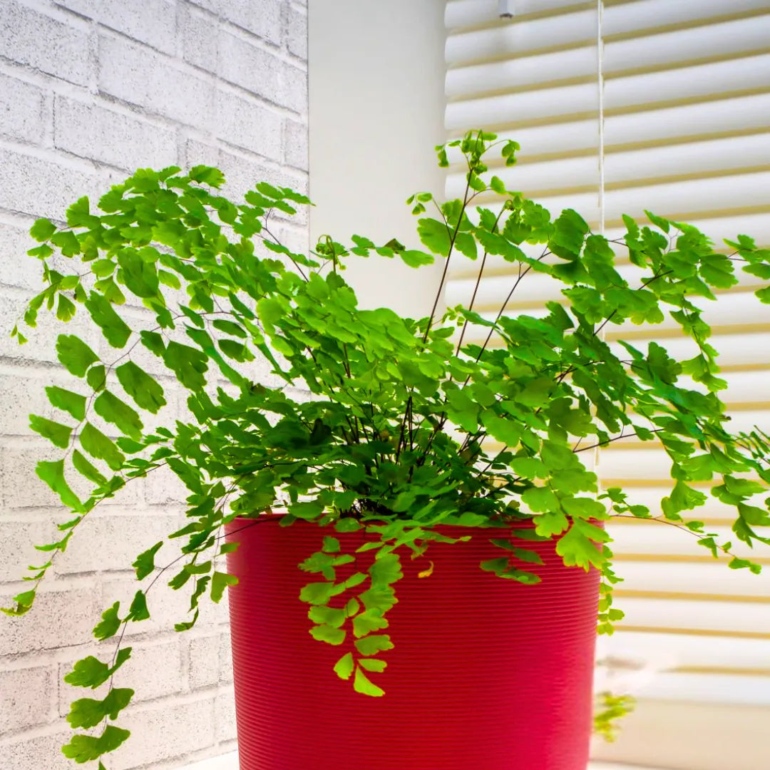 Buy Adiantum Raddianum - Plant Online at Lalitenterprise