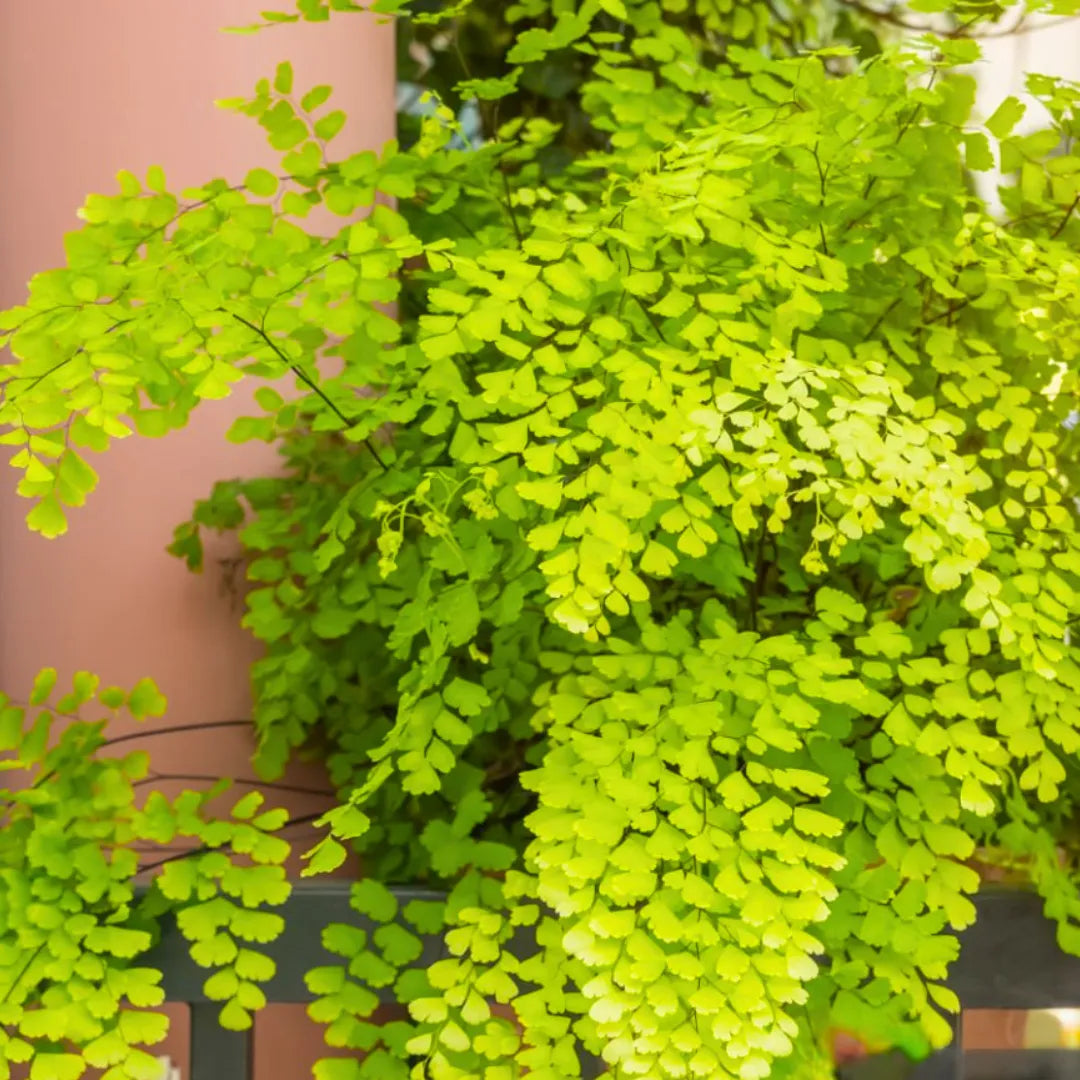 Buy Maidenhair Fern - Plant Online at Lalitenterprise