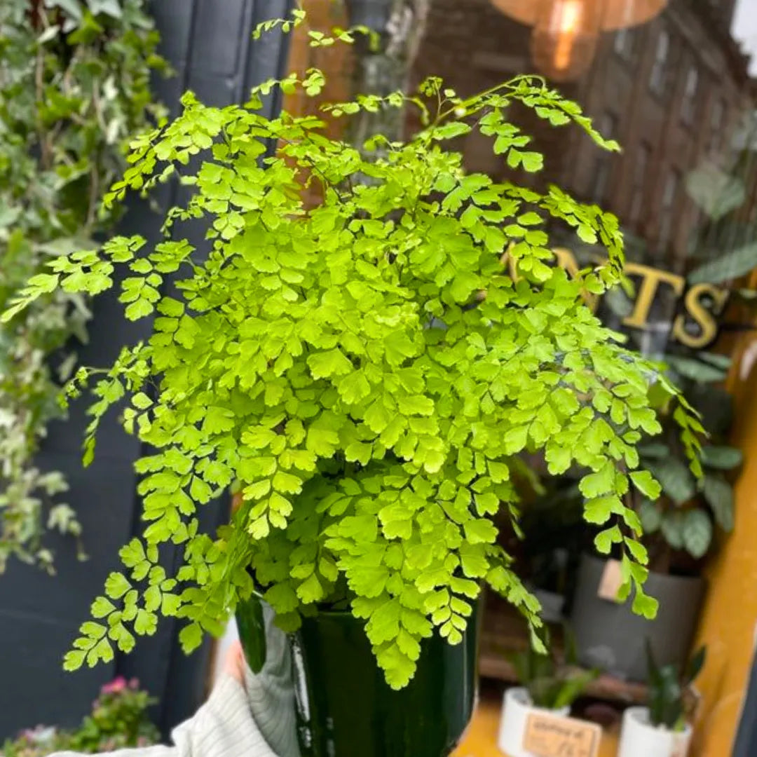 Buy Maidenhair Fern (Adiantum Raddianum) - Plant Online at Lalitenterprise