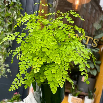 Buy Maidenhair Fern (Adiantum Raddianum) - Plant Online at Lalitenterprise