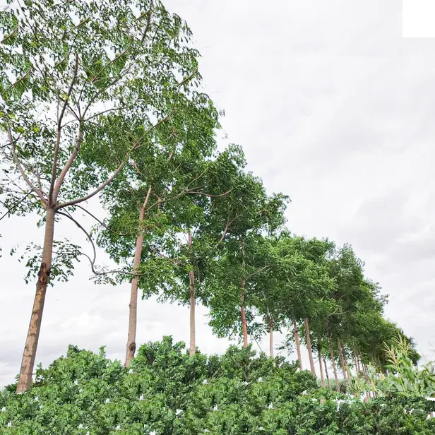 Buy Malabar Neem - Plant Online at Lalitenterprise