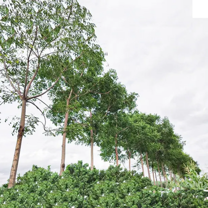 Buy Malabar Neem - Plant Online at Lalitenterprise