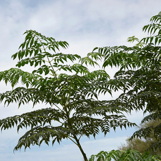 Buy Malabar Neem (Melia dubia) Plant Online at Lalitenterprise