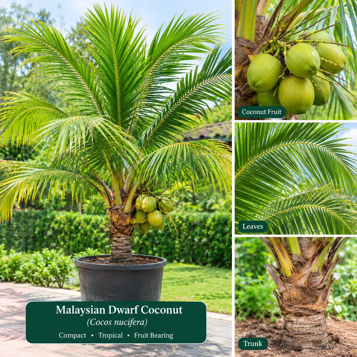 Buy Malaysian Dwarf Coconut (Cocos Nucifera) - Plant Online at Lalitenterprise