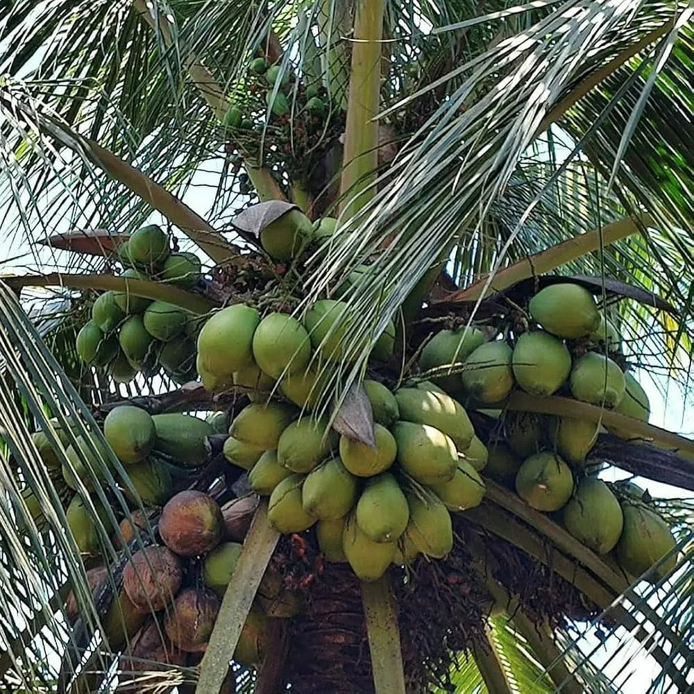 Buy Malaysian Dwarf Coconut (Cocos Nucifera) - Plant Online at Lalitenterprise