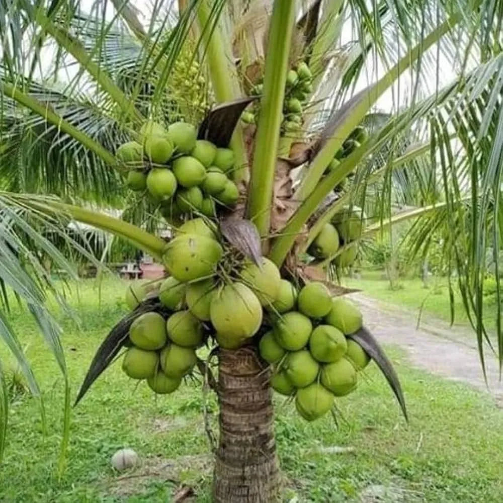 Buy Malaysian Dwarf Coconut (Cocos Nucifera) - Plant Online at Lalitenterprise