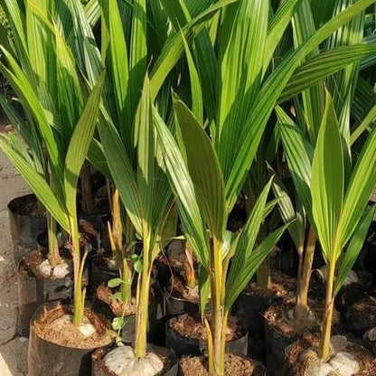 Buy Malaysian Dwarf Coconut (Cocos Nucifera) - Plant Online at Lalitenterprise