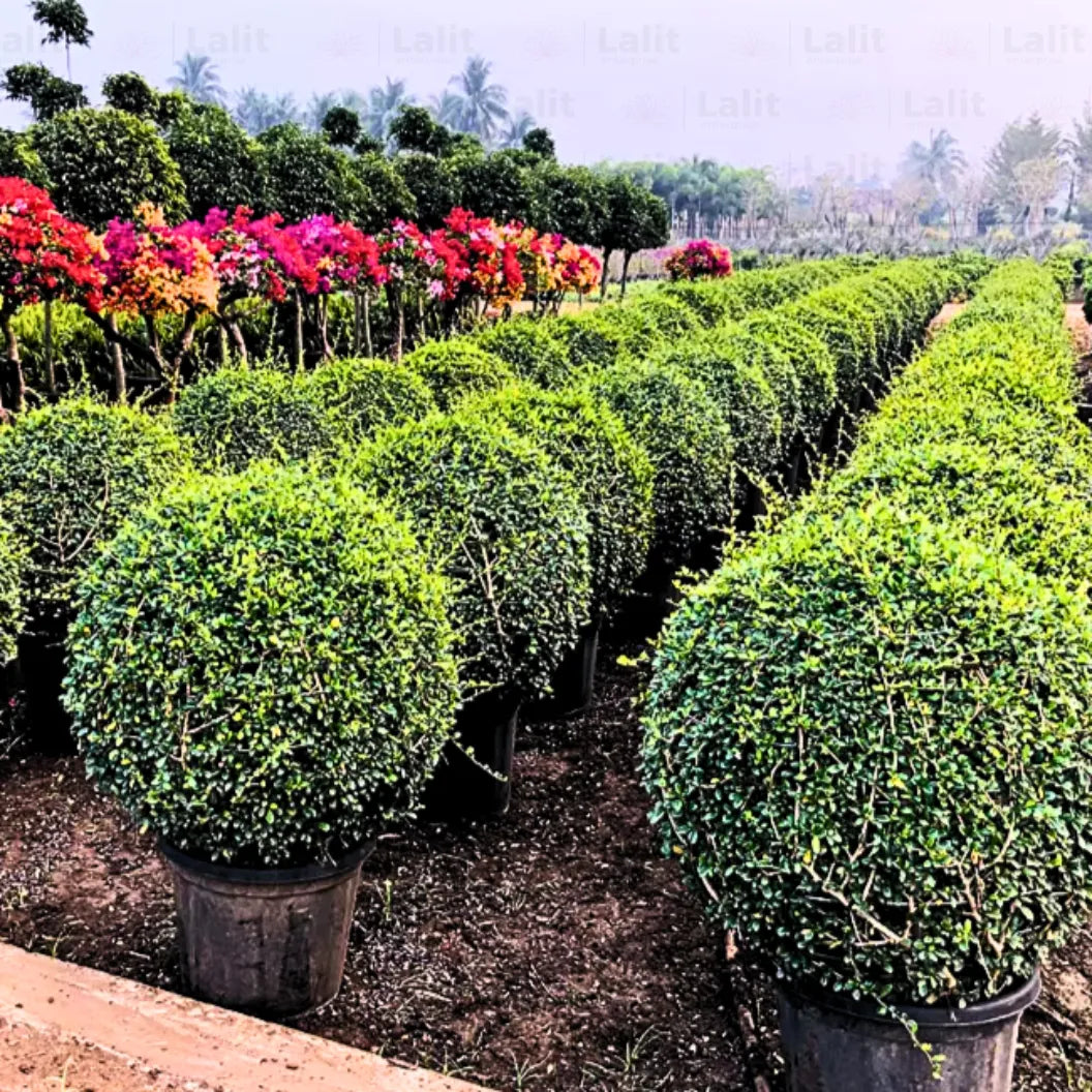Malpighia Ball Carmona Microphylla Plant Lalit Enterprise Malpighia Ball Carmona Microphylla Plant Lalit Enterprise