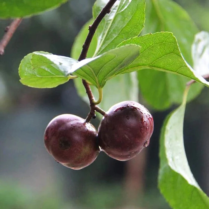 Buy Manila Tennis Ball Cherry "Grafted" - Plant Online at Lalitenterprise