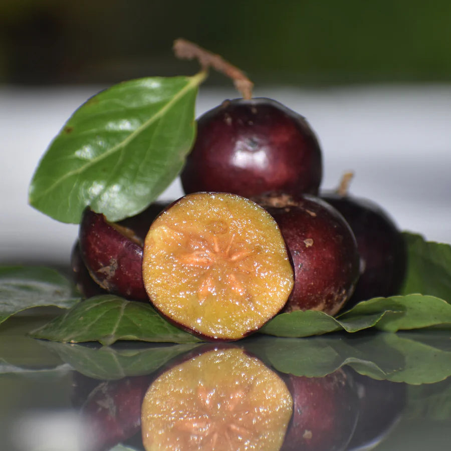 Buy Manila Tennis Ball Cherry "Grafted" - Plant Online at Lalitenterprise
