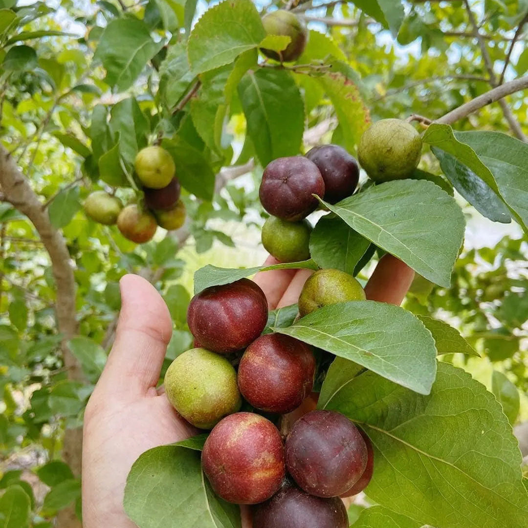 Buy Manila Tennis Ball Cherry "Grafted" - Plant Online at Lalitenterprise