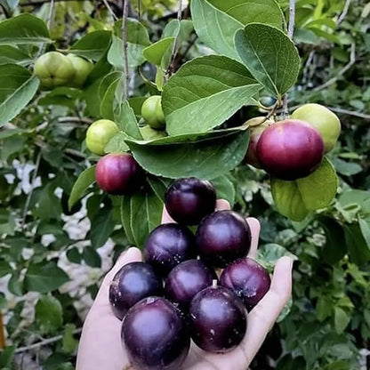 Buy Manila Tennis Ball Cherry "Grafted" - Plant Online at Lalitenterprise