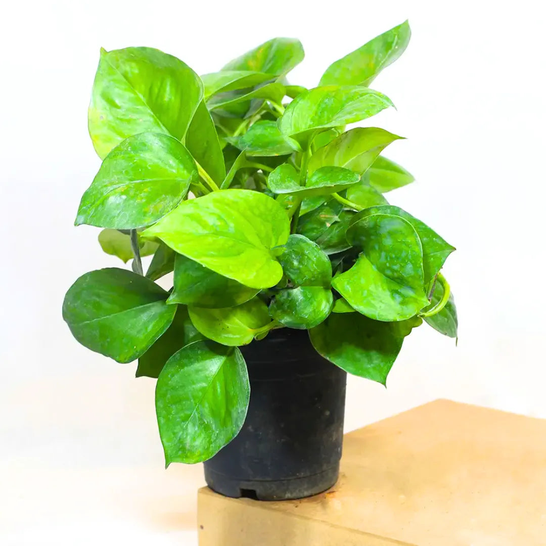 Manjulla Manjula Pothos Green (Epipremnum Aureum) - Plant – Lalit Enterprise