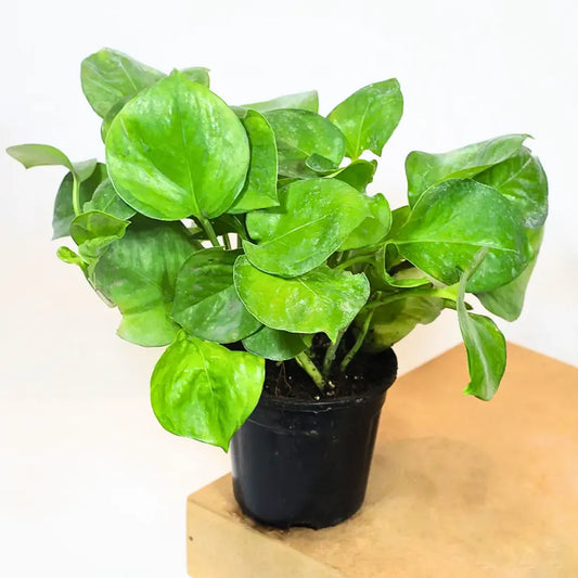 Buy Manjula Pothos Green (Epipremnum Aureum) - Plant Online at Lalitenterprise