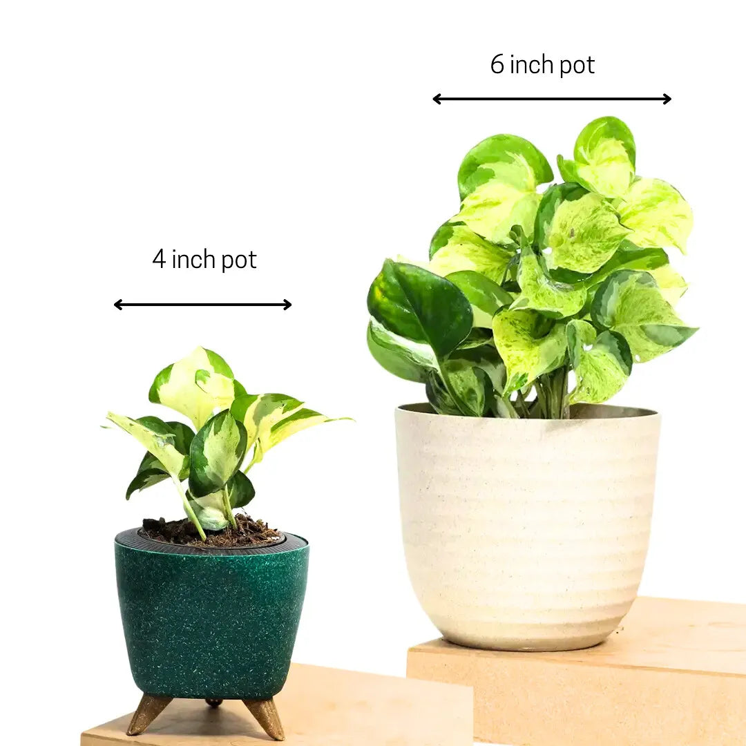 Buy Manjula Pothos "Cream Thick Variegated" Money Plant Online at Lalitenterprise