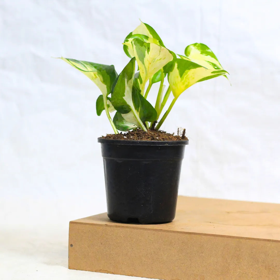 Buy Variegated Money Plant Online at Lalitenterprise