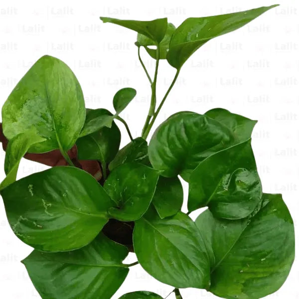 Buy Epipremnum aureum Online at Lalitenterprise