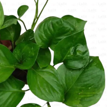 Buy Manjula Pothos Green Online at Lalitenterprise