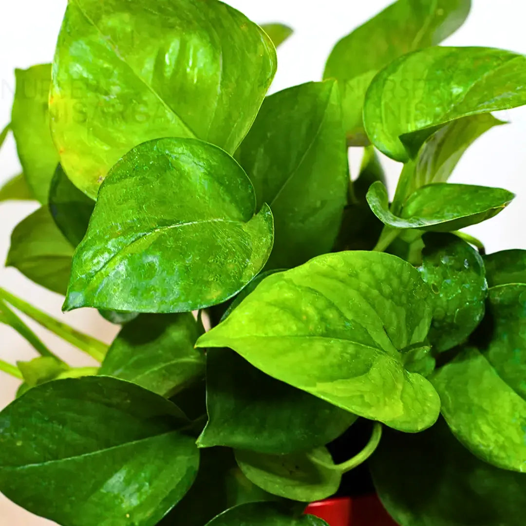 Buy Manjula Pothos Green - Plant Online at Lalitenterprise