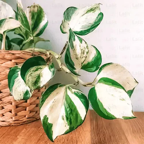 Buy Manjula Pothos | Cream Thick Variegated | Money Plant Online at Lalitenterprise