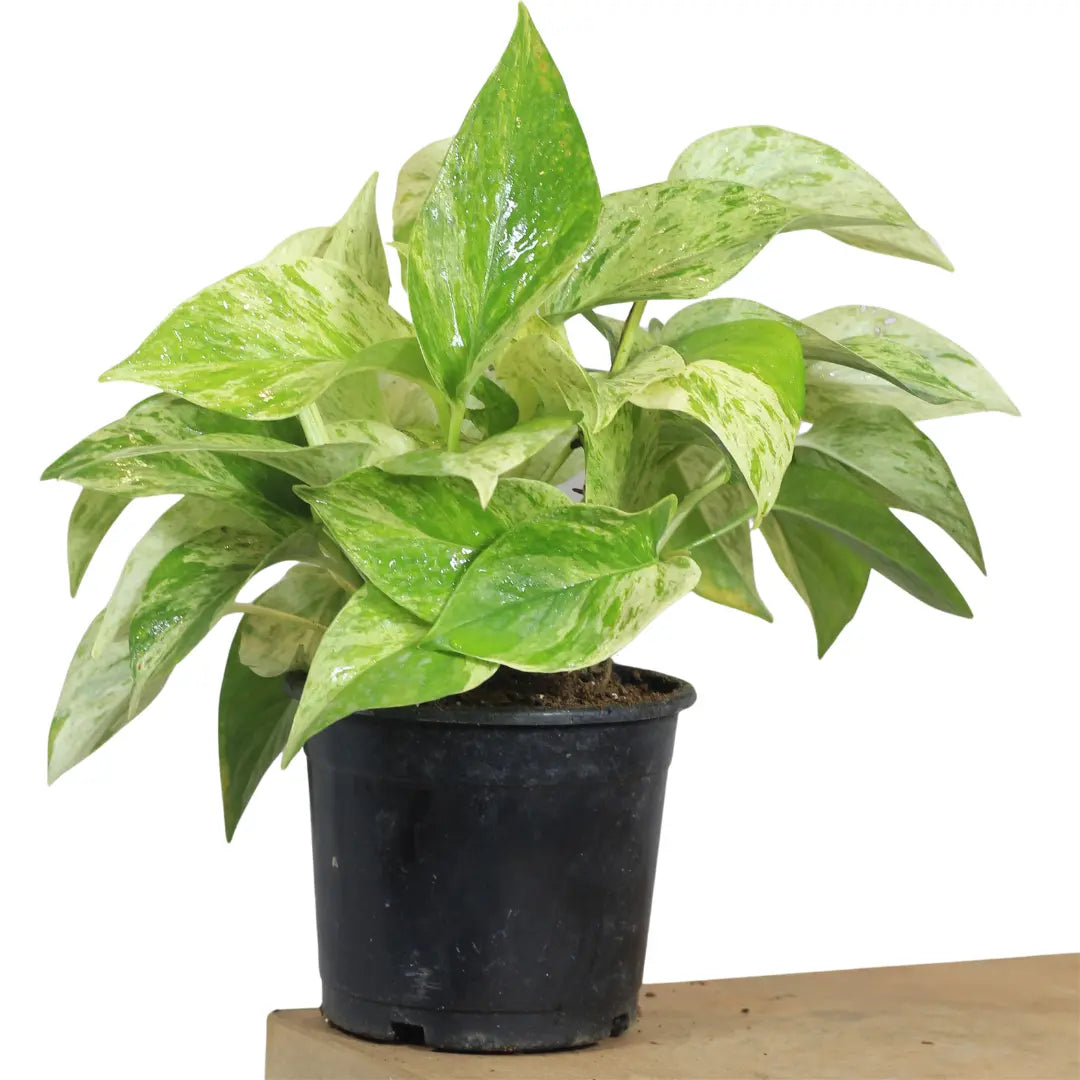 money plant marble prince Marble Queen Pothos