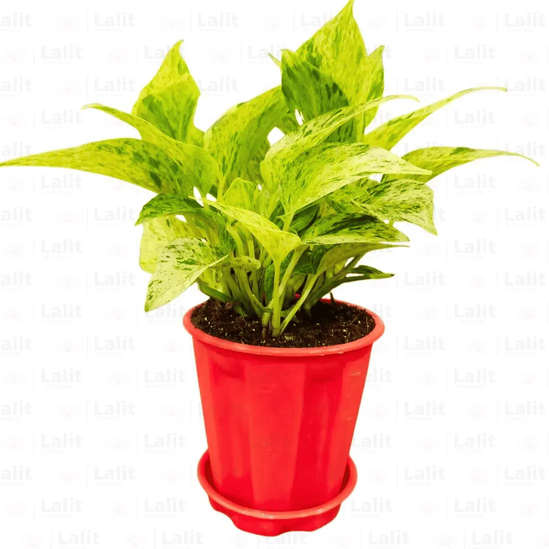 marvel money plant Marble Queen Pothos