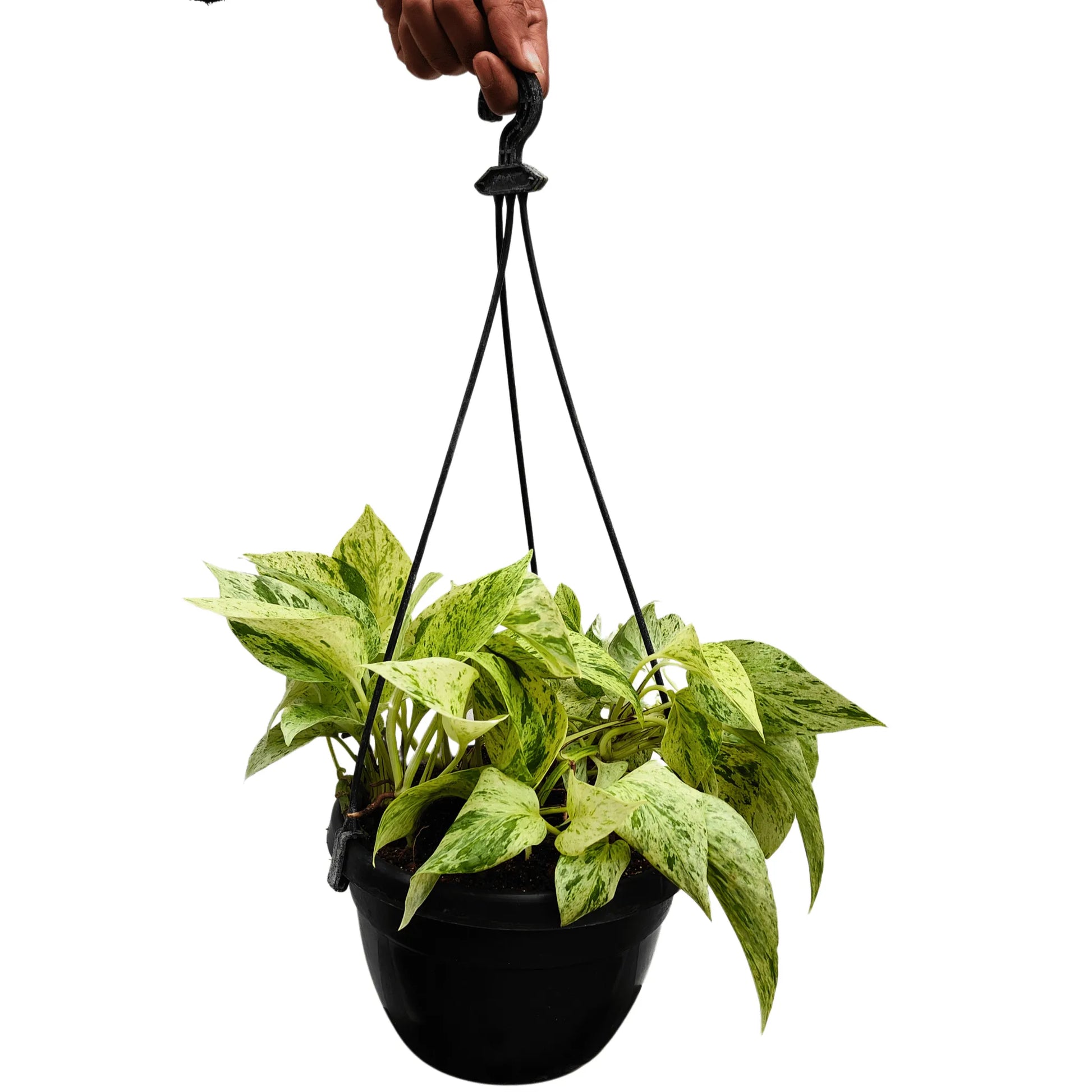 marble hanging plant Marble Queen Pothos With Hanging Basket