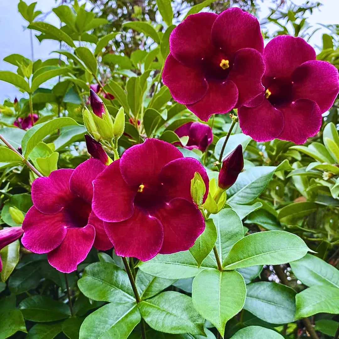 Buy Maroon Allamanda - Plant Online at Lalitenterprise
