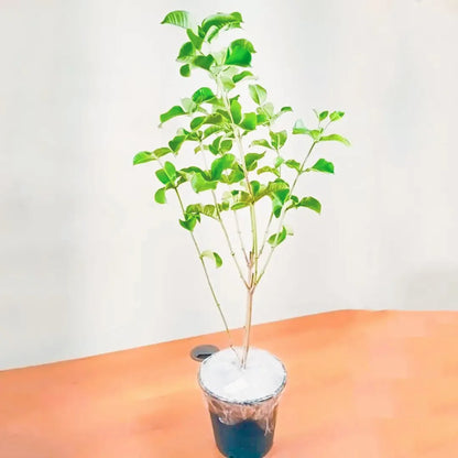 Buy Allamanda Cathartica - Plant Online at Lalitenterprise