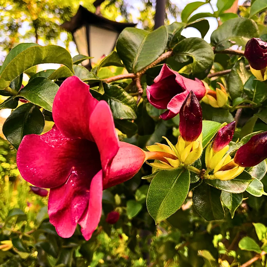 Buy Maroon Allamanda "Cathartica" - Plant Online at Lalitenterprise