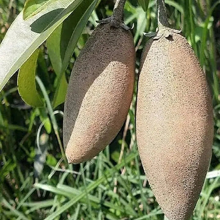 Buy Maxican Banana Chiku (Manilkara Zapota) - Plant Online at Lalitenterprise