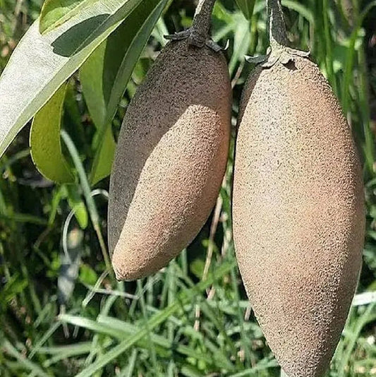 Buy Maxican Banana Chiku (Manilkara Zapota) - Plant Online at Lalitenterprise