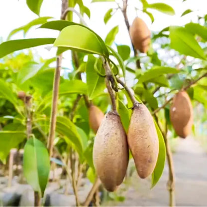 Buy Maxican Banana Chiku (Manilkara Zapota) - Plant Online at Lalitenterprise