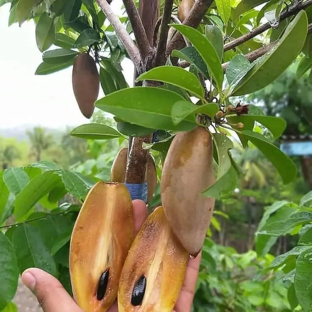 Buy Maxican Banana Chiku (Manilkara Zapota) - Plant Online at Lalitenterprise