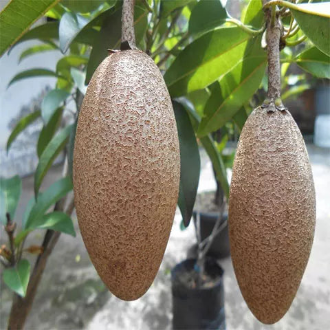 Buy Maxican Banana Chiku (Manilkara Zapota) - Plant Online at Lalitenterprise