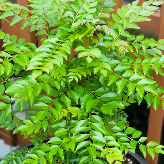Buy Meetha Neem (Murraya Koenigii) Curry Leaf - Plant Online at Lalitenterprise