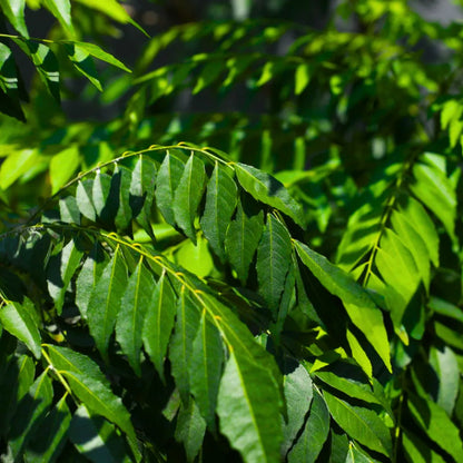 Buy Curry Leaf - Plant Online at Lalitenterprise